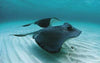 Stingray Leather And Its Rich History